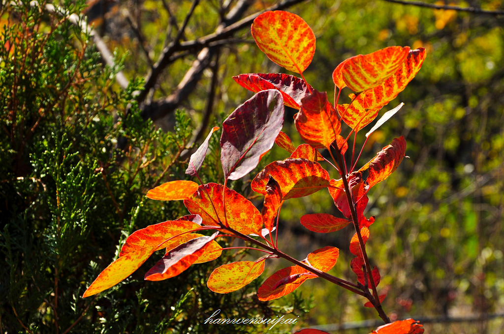 DSC_0066.JPG