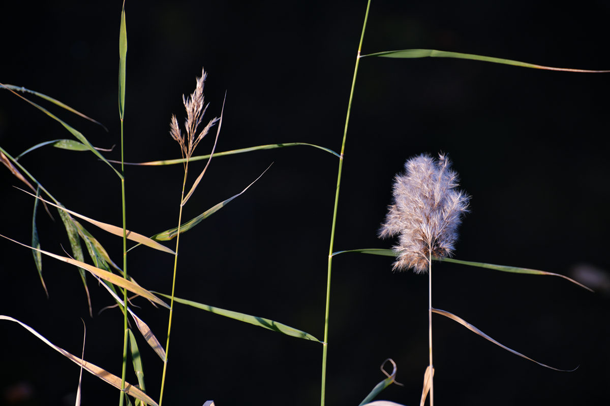 DSC_6144_副本.jpg