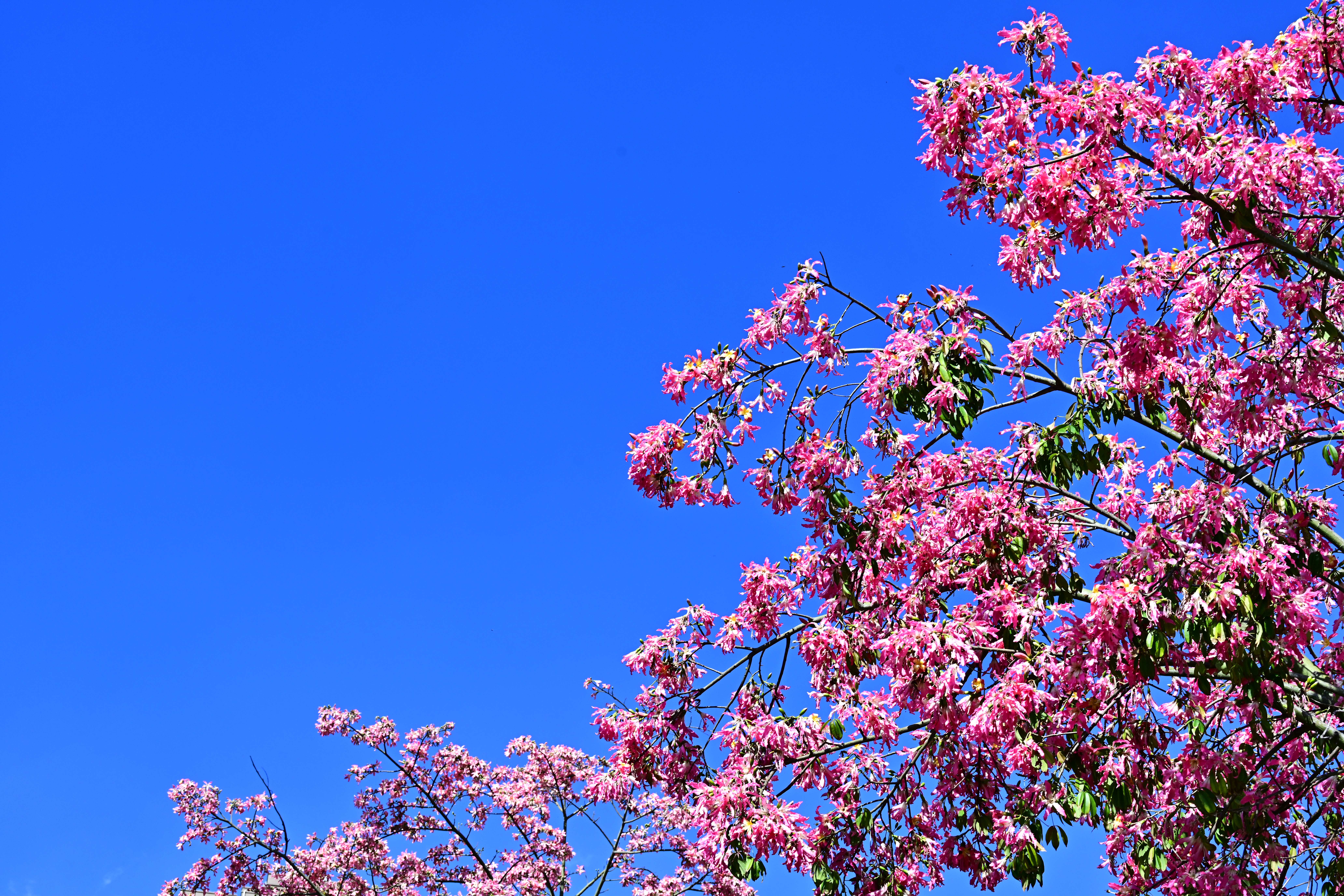 DSC_7878_副本.jpg