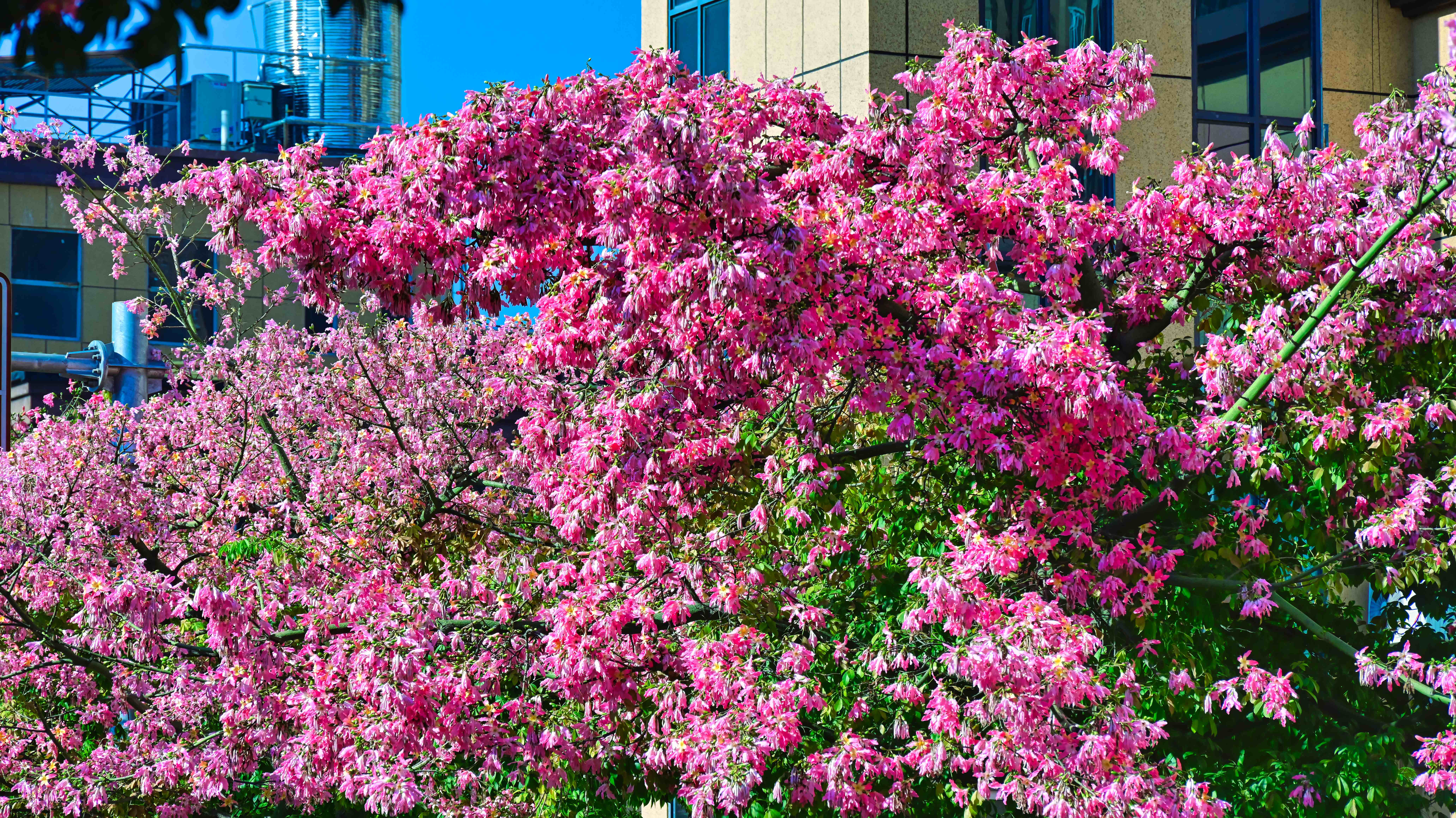 DSC_7884_副本.jpg