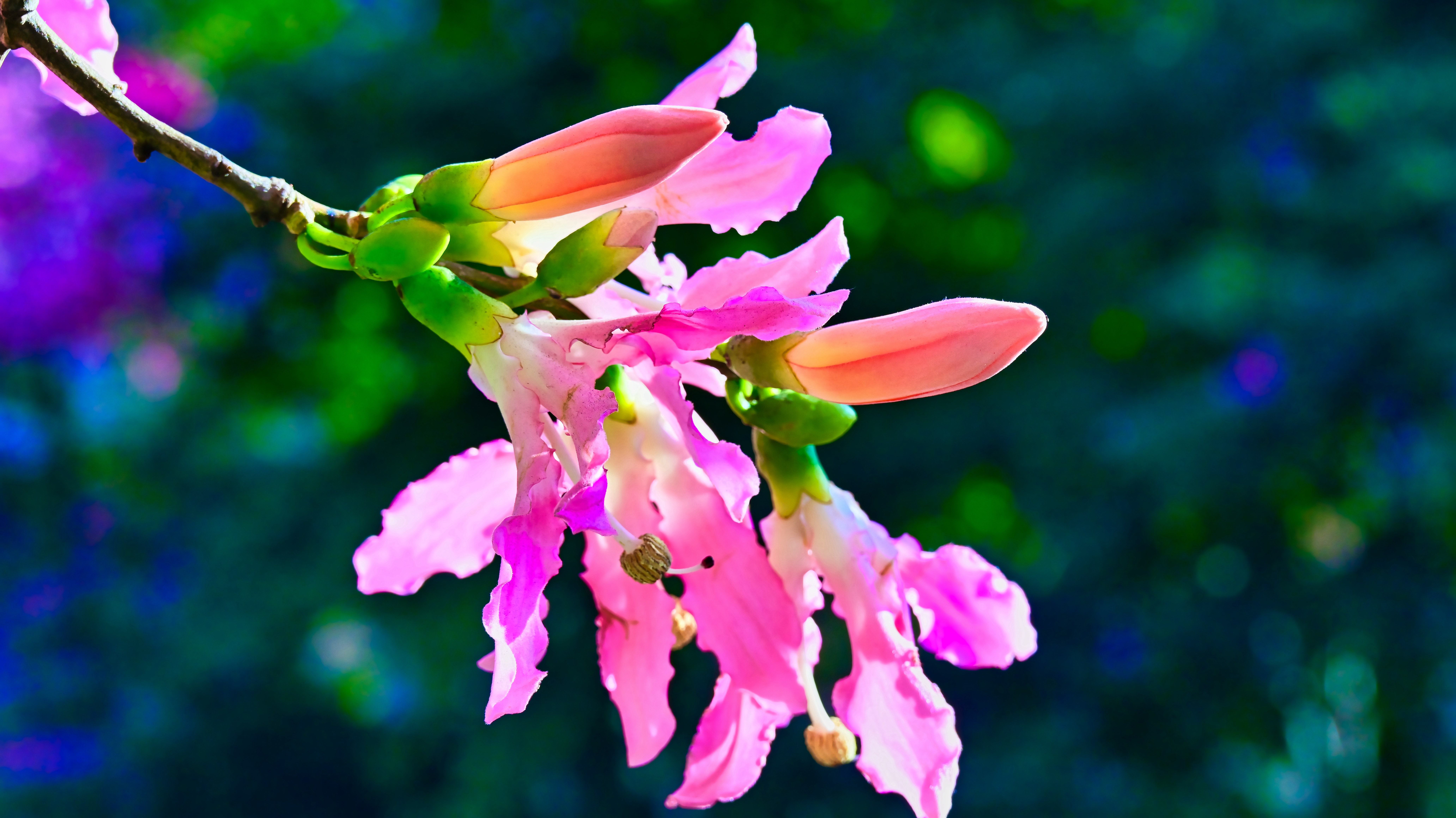 DSC_3184.jpg