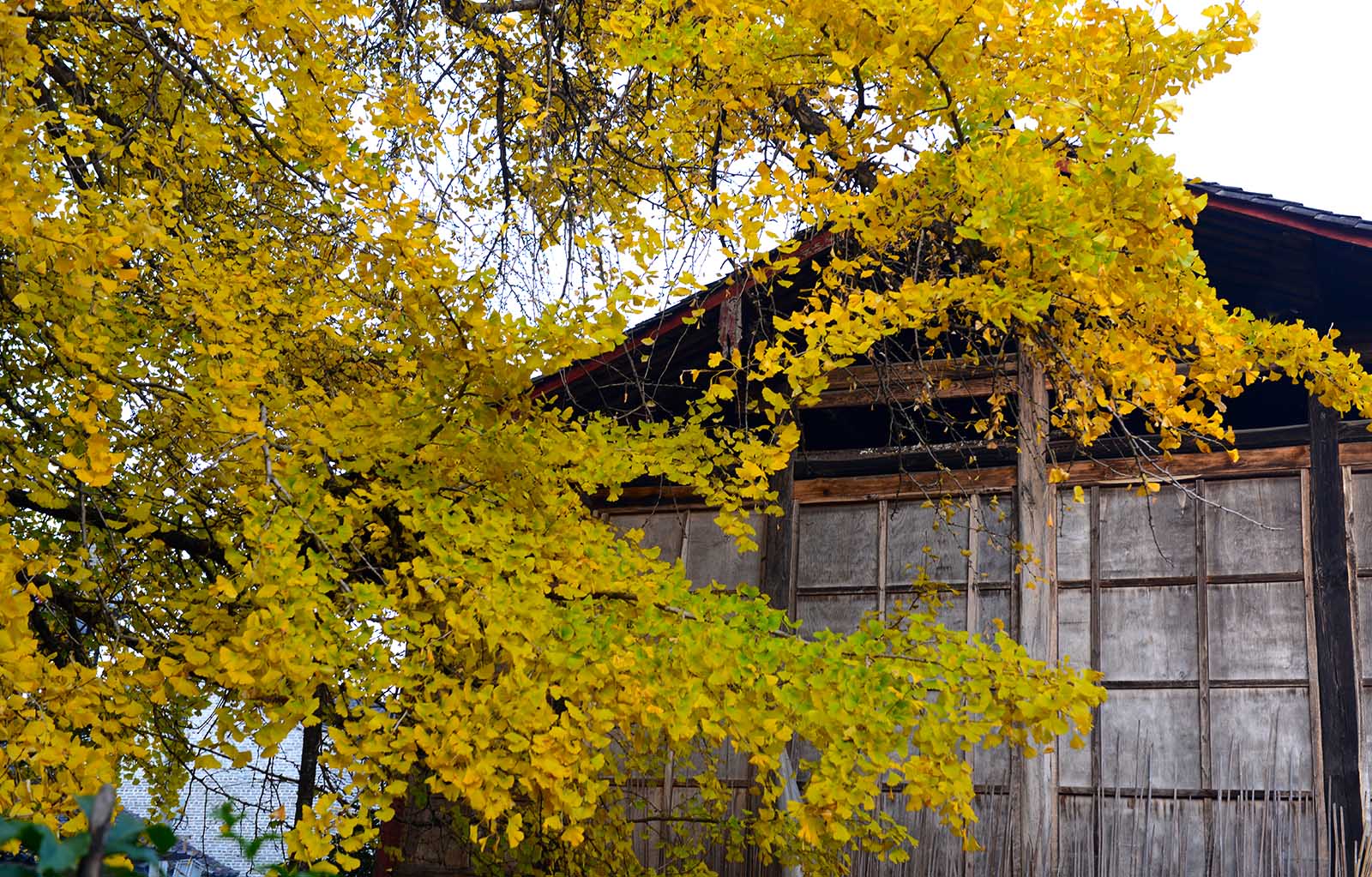 DSC_8091.JPG