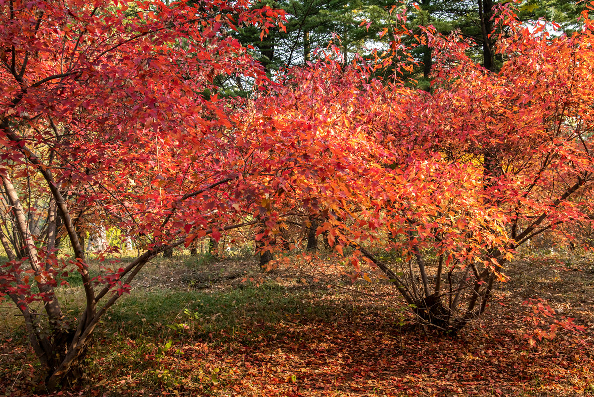 DSC_4761拷贝_副本.jpg