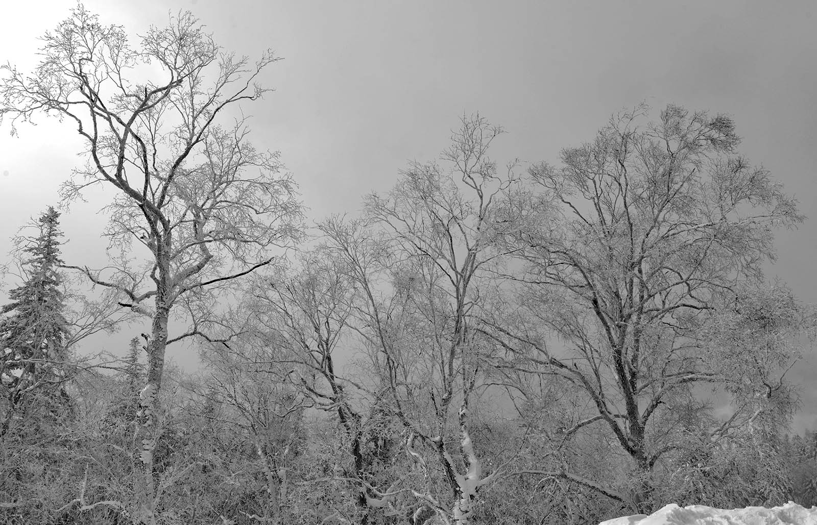_DSC9693.JPG