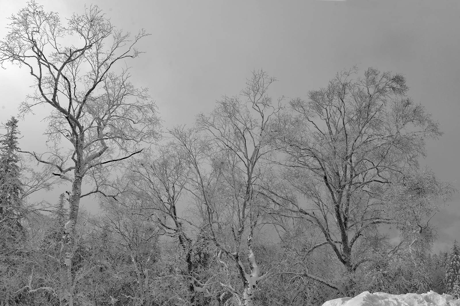 _DSC9695.JPG
