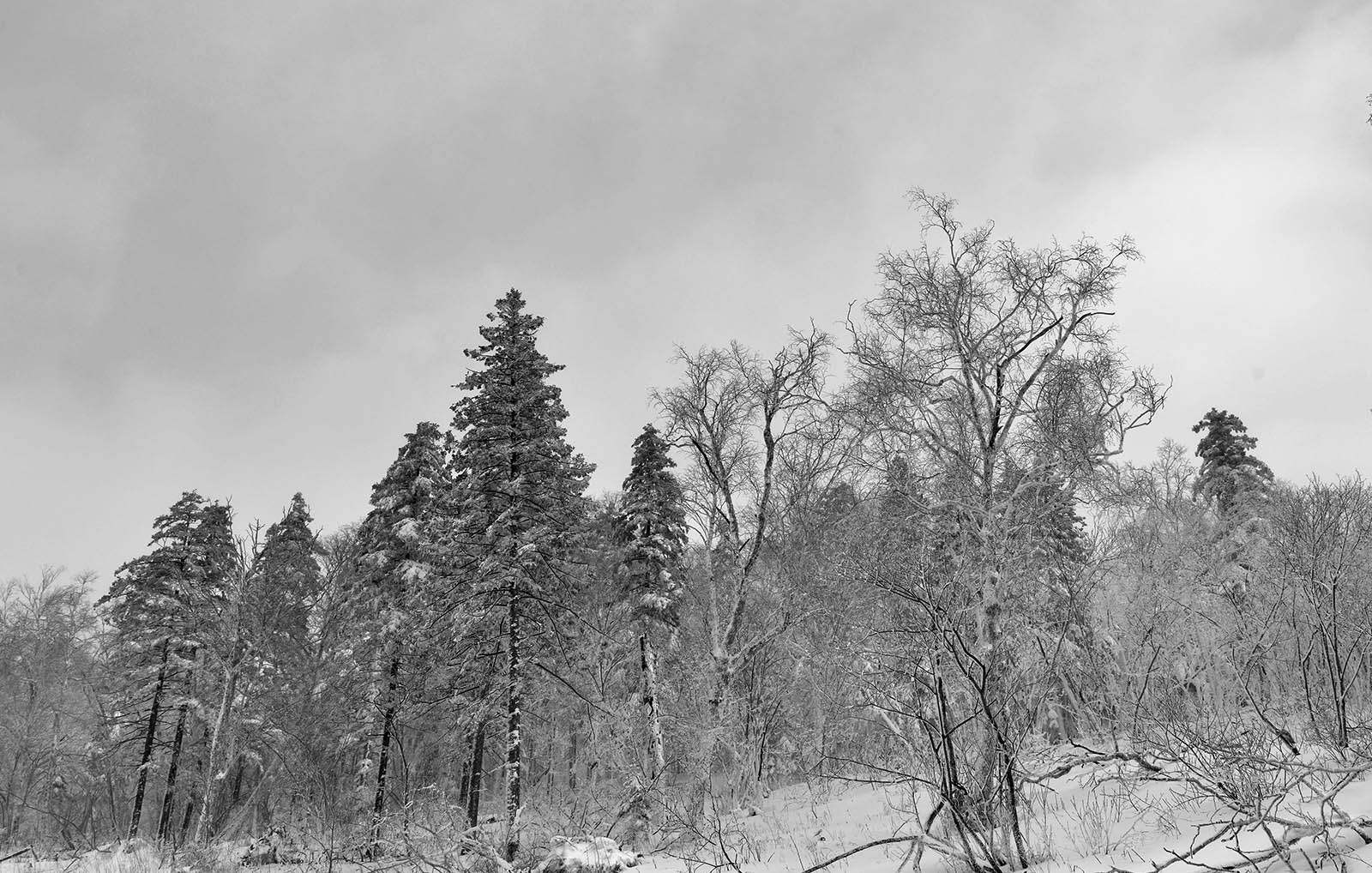 _DSC9698.JPG