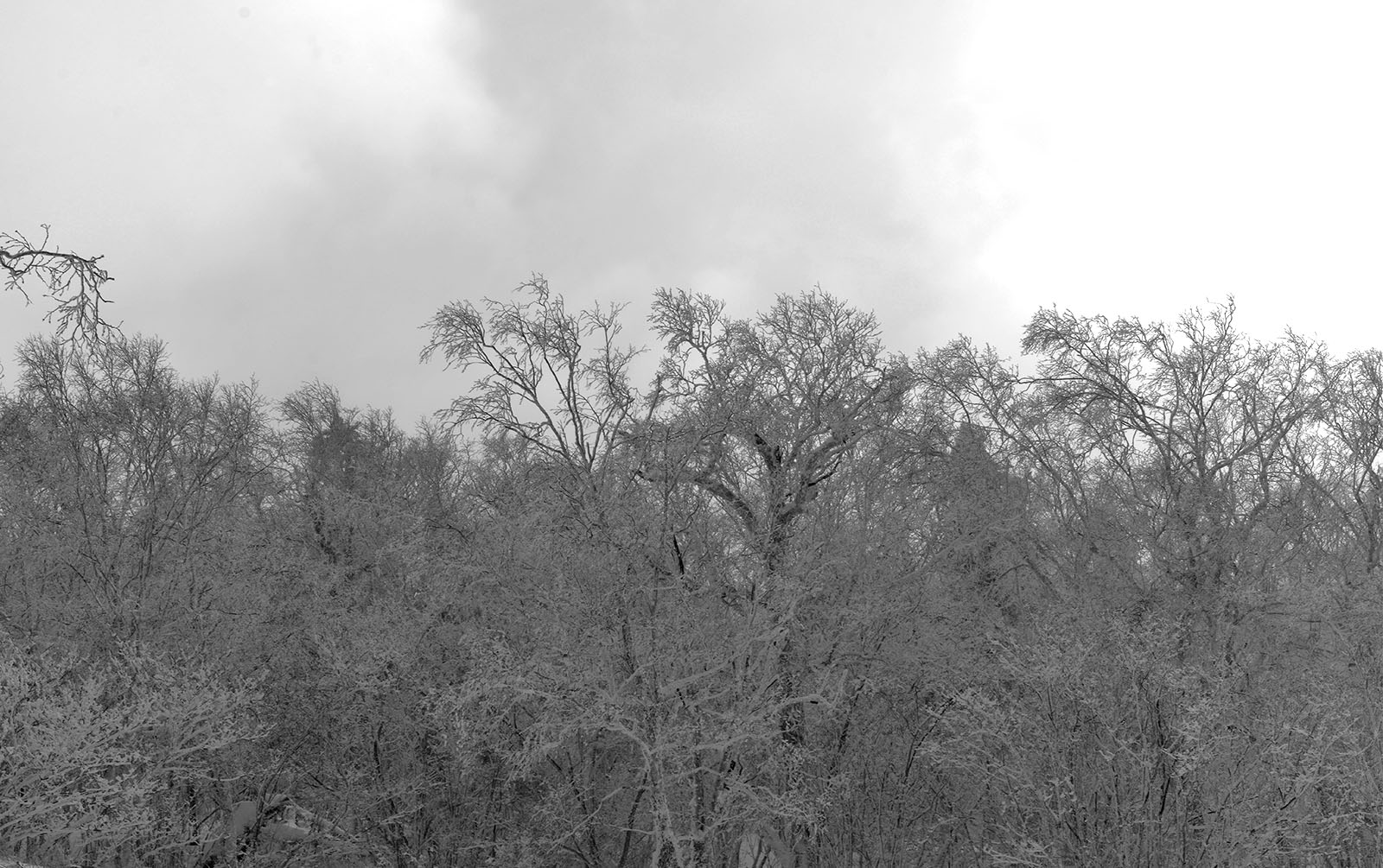 _DSC9704.JPG