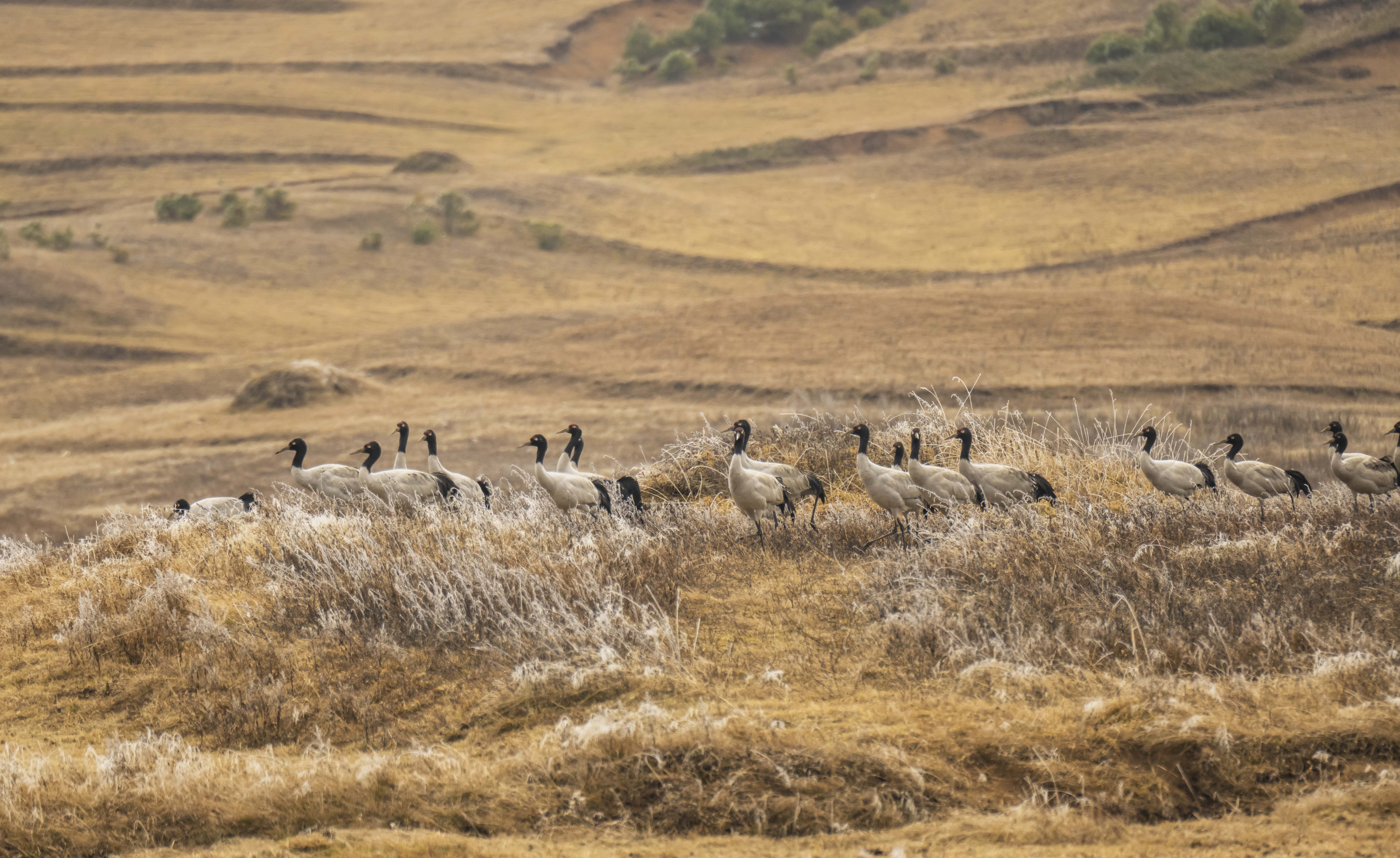 11DSC_4780.jpg