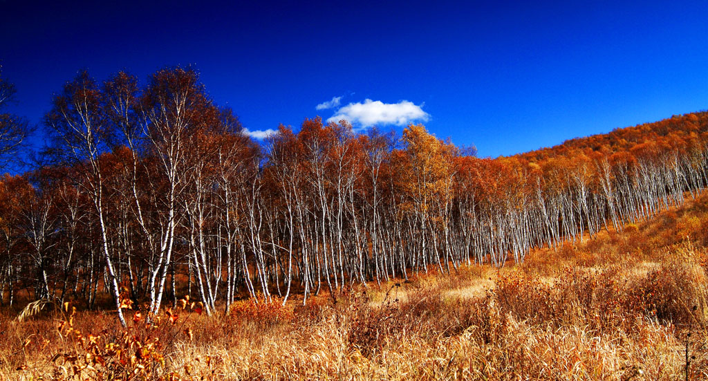 _MG_4379.JPG