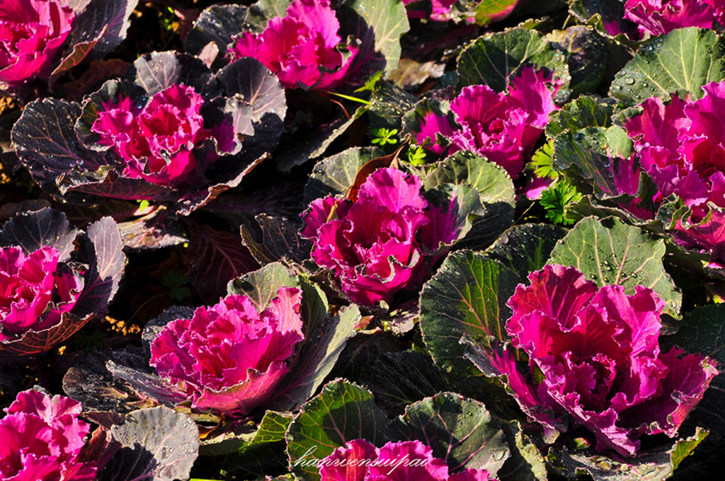 DSC_0012.JPG