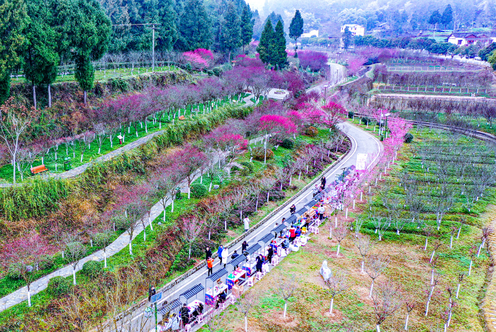 中国旅游摄影网南充站走进四川西充县，到张澜故里赏梅