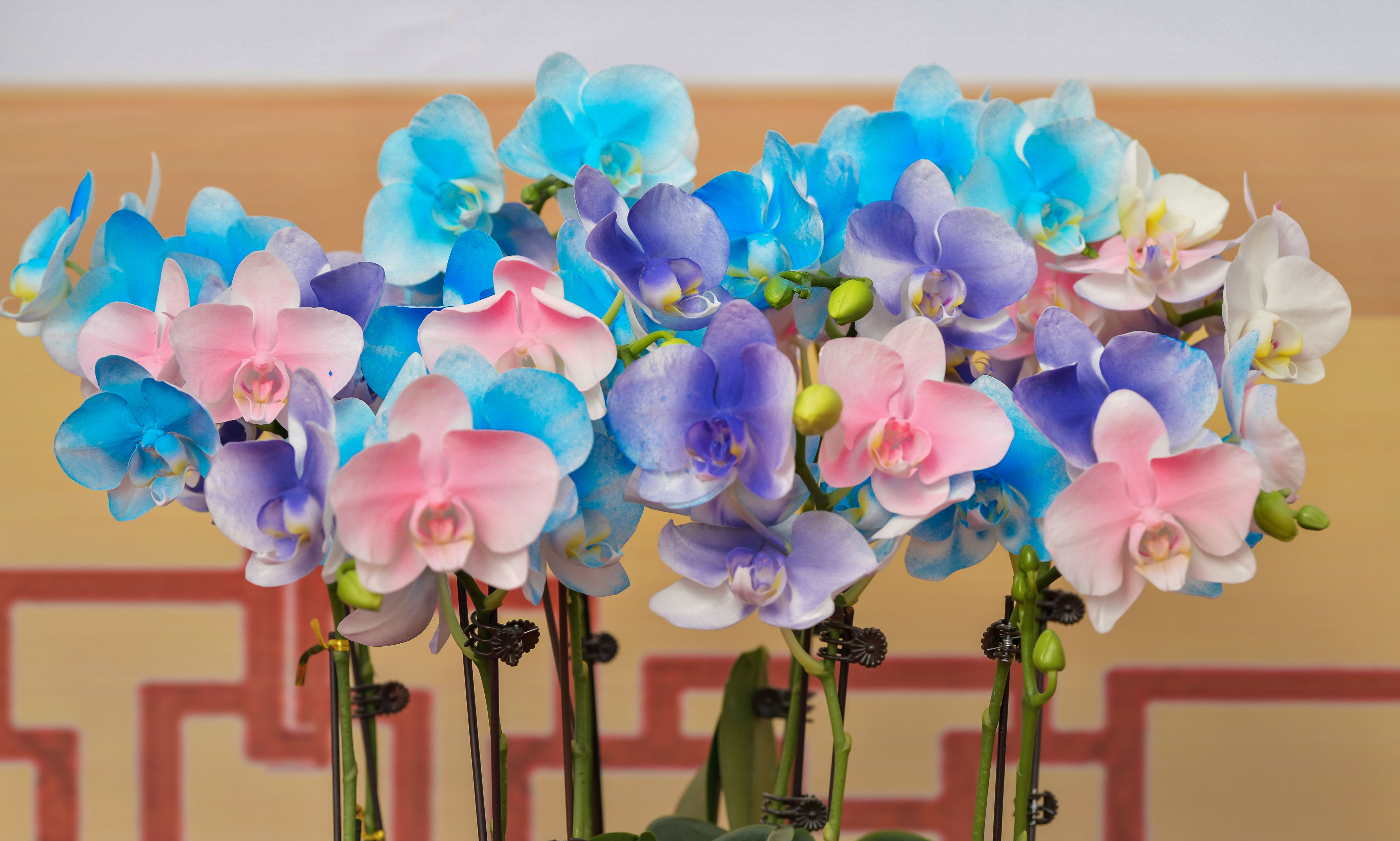 DSC_9059拷贝2.jpg