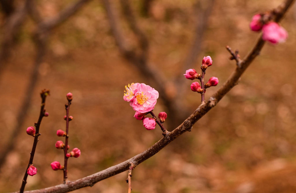 DSC_8315.jpg