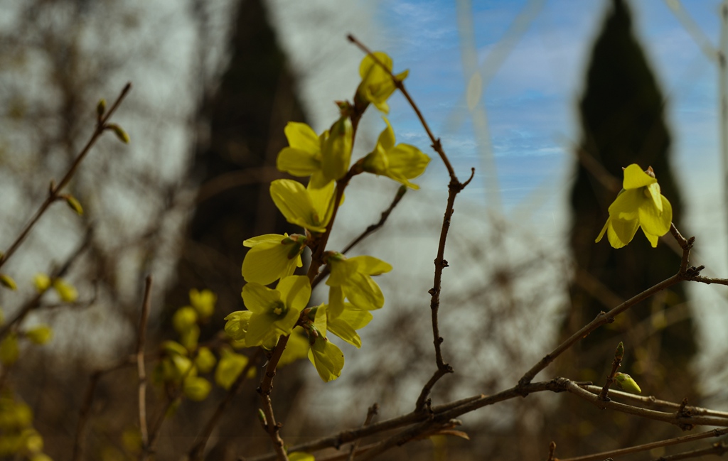 DSC_8350.jpg