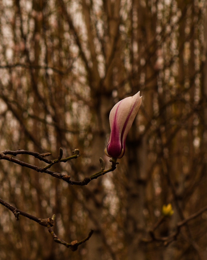DSC_8290.jpg