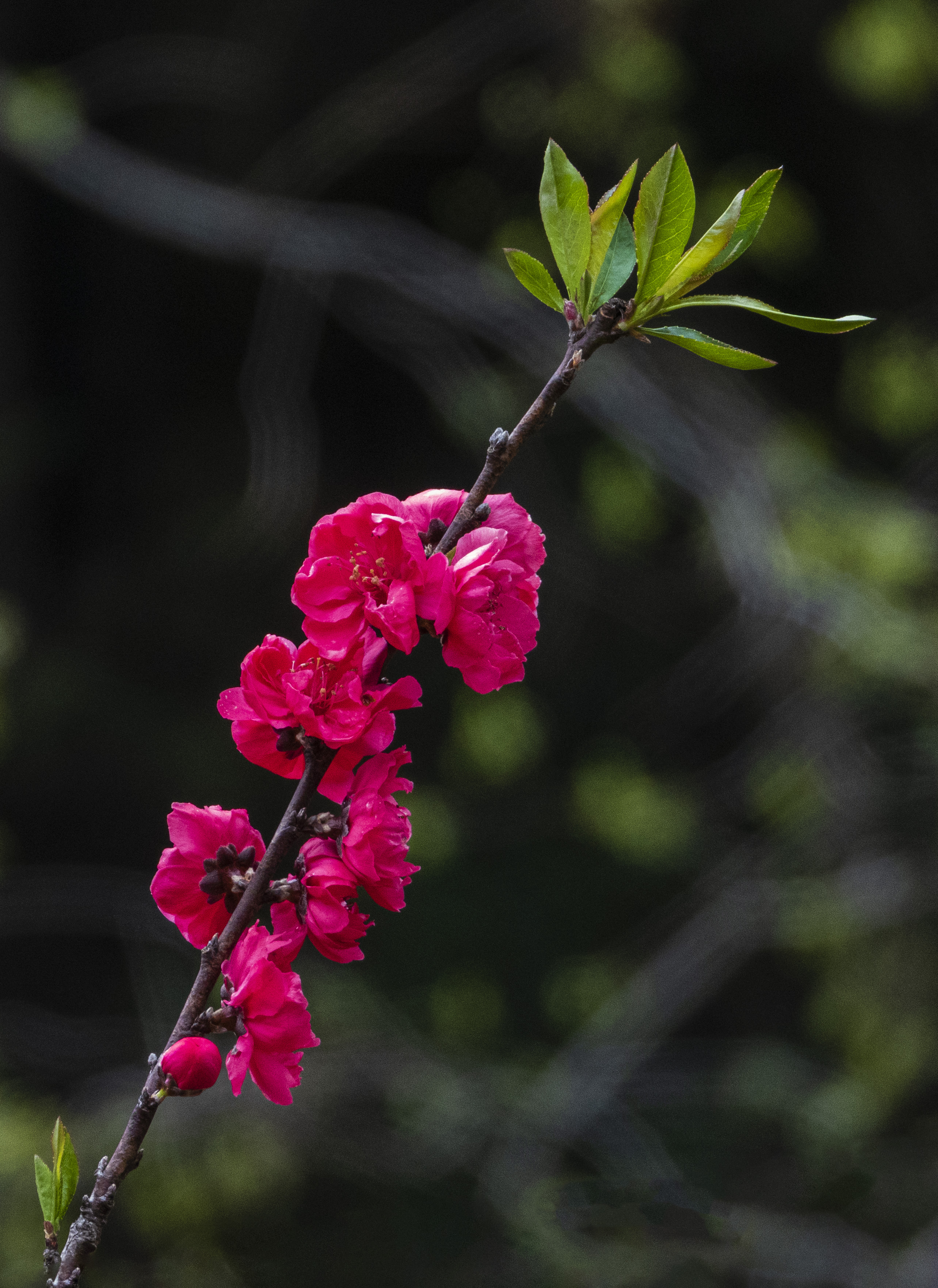 DSCN2608.jpg