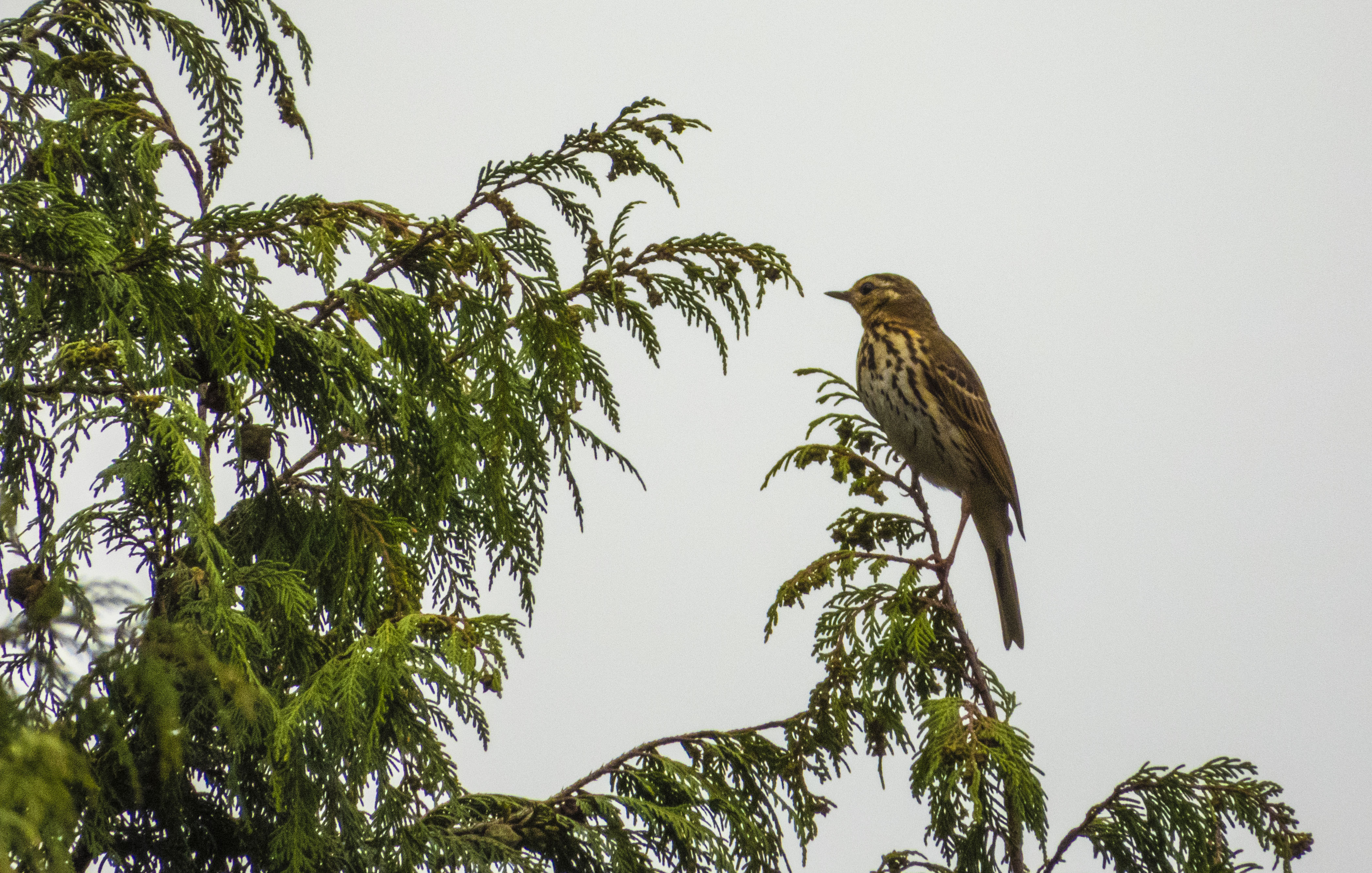 DSCN2834.jpg