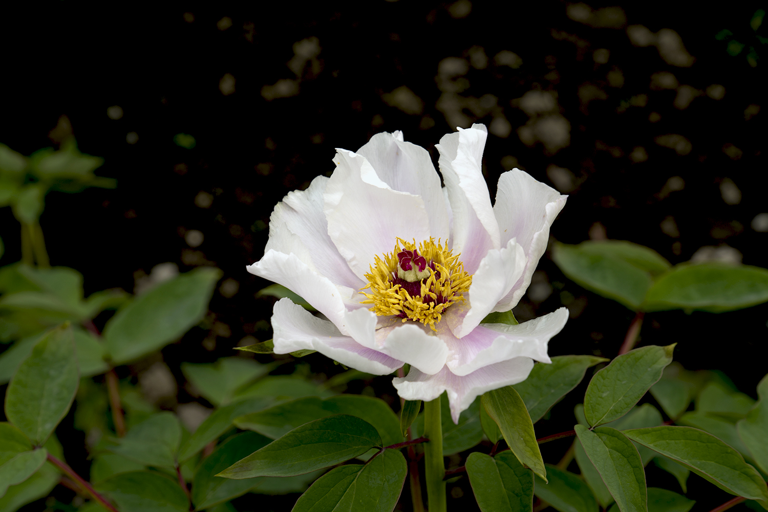 IMGP0655副本.jpg