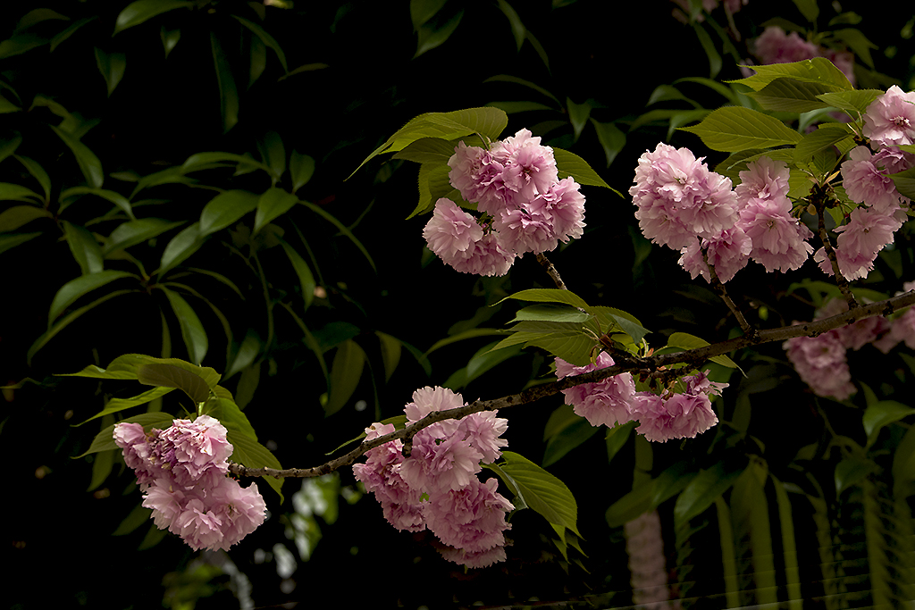 IMGP0736副本.jpg