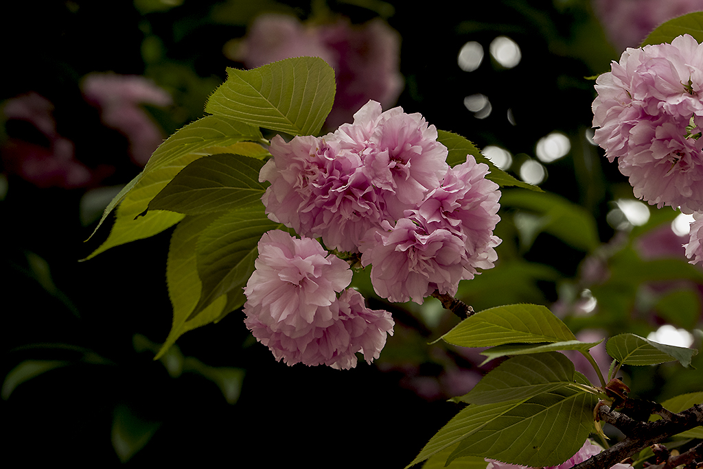 IMGP0734副本.jpg