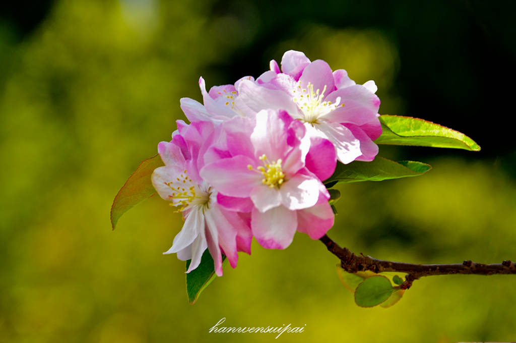 DSC_0083.JPG