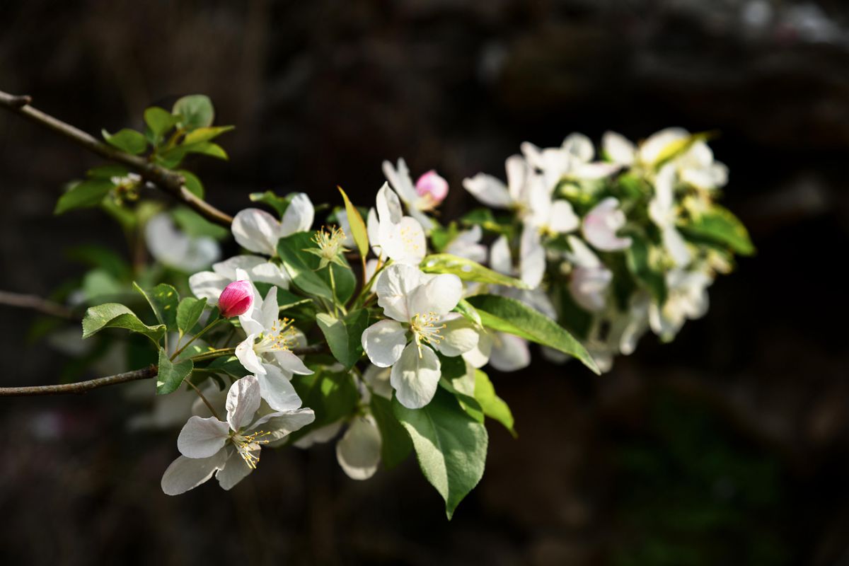 DSC_2930拷贝_副本.jpg