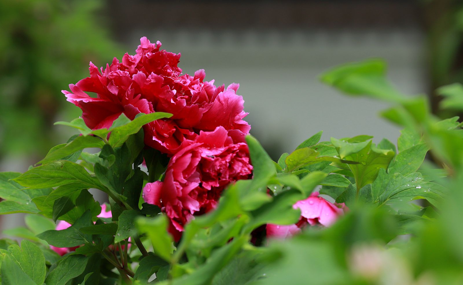 IMG_7018_副本.jpg