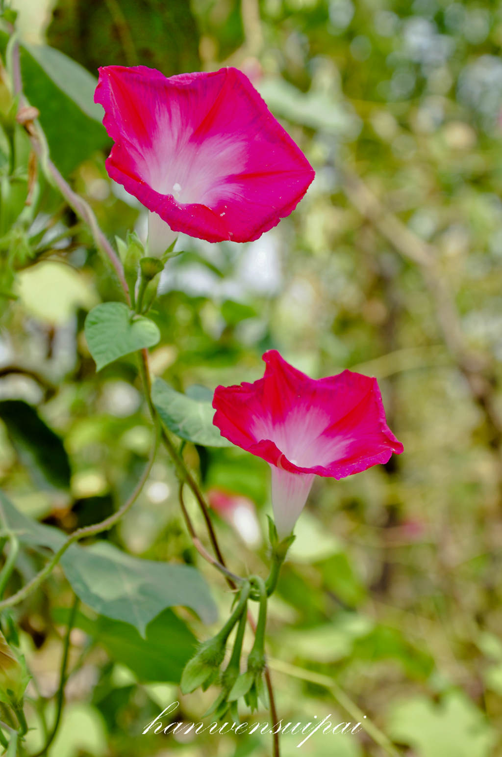DSC_0016.JPG
