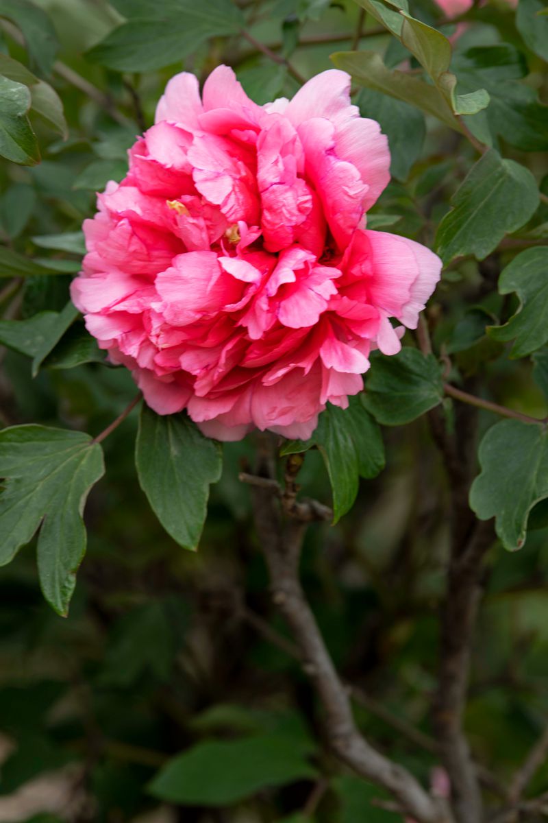 DSC_0426拷贝-1_副本.jpg