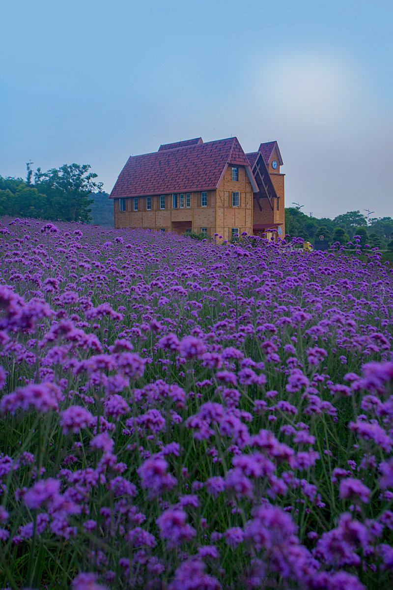 马鞭草庄园06.jpg