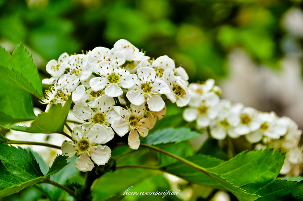 DSC_0014.JPG