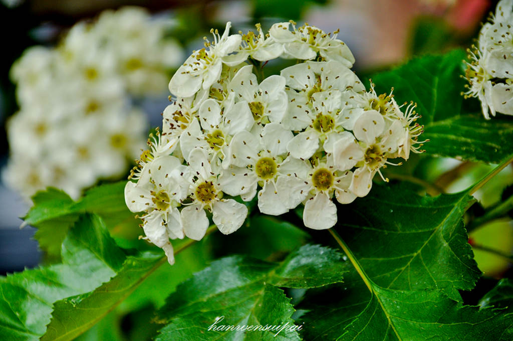 DSC_0016.JPG