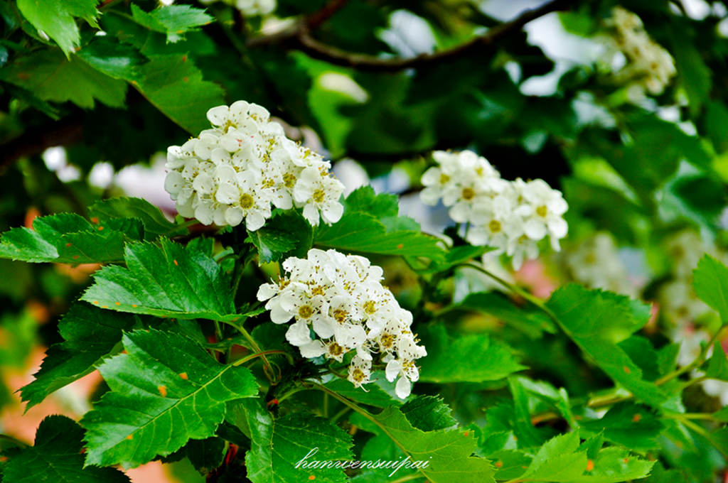 DSC_0020.JPG