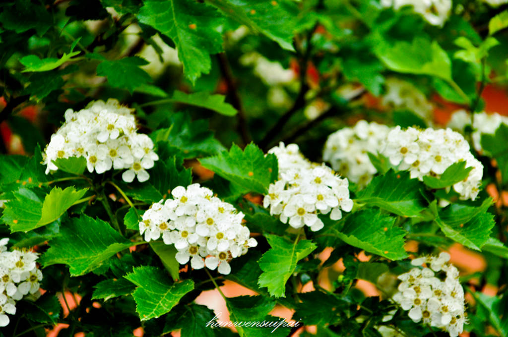 DSC_0022.JPG