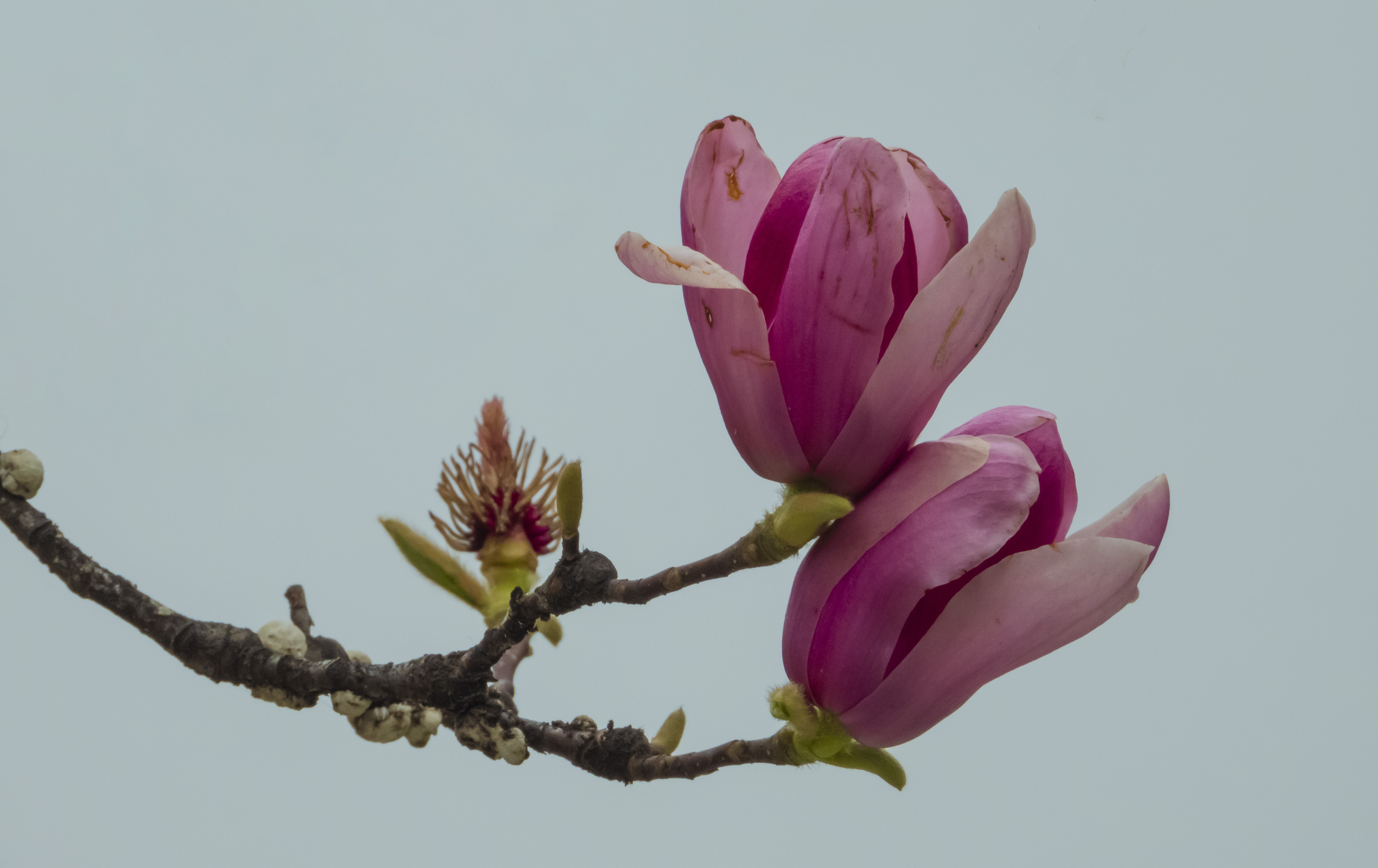 DSCN2218.jpg