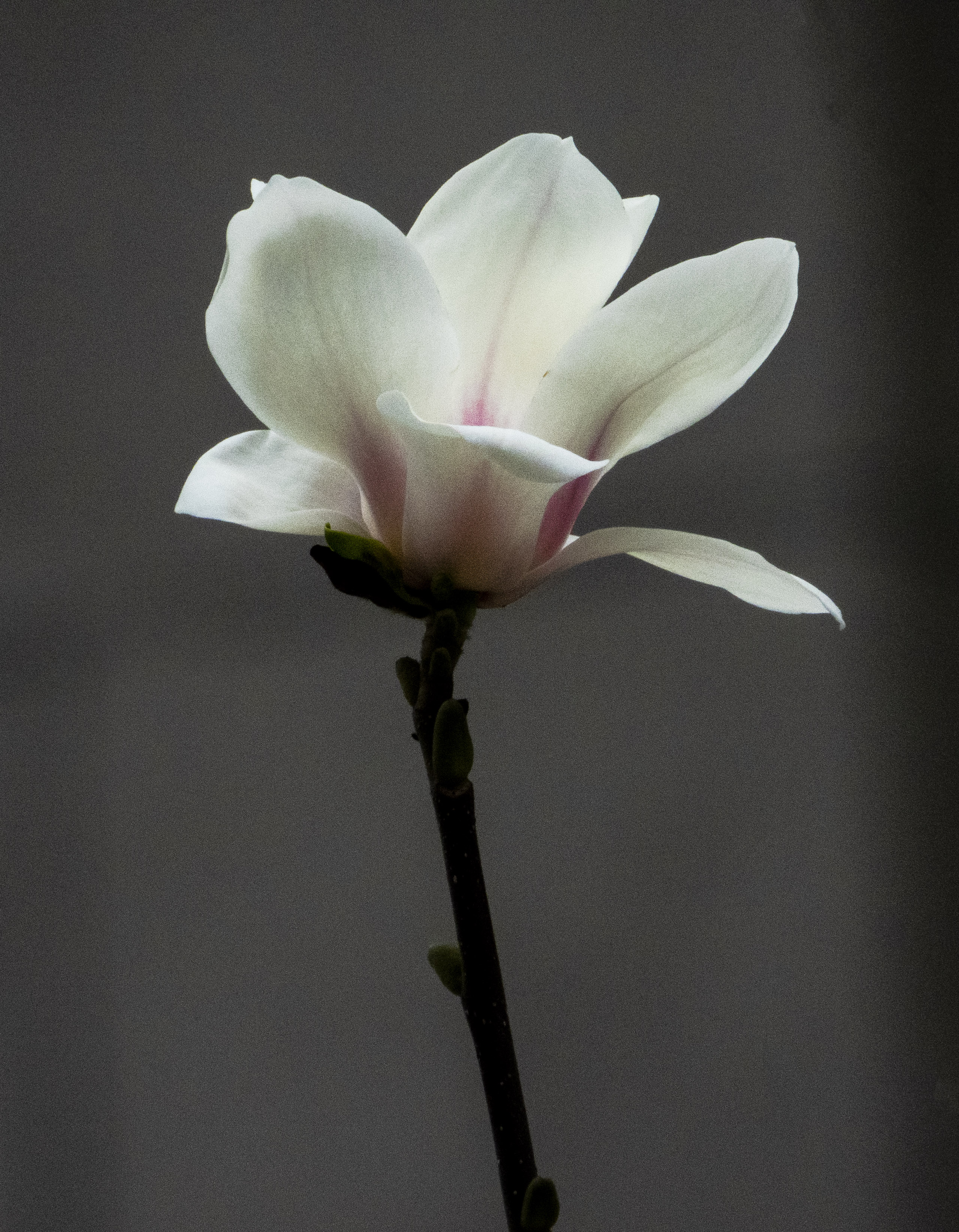 DSCN2290.jpg