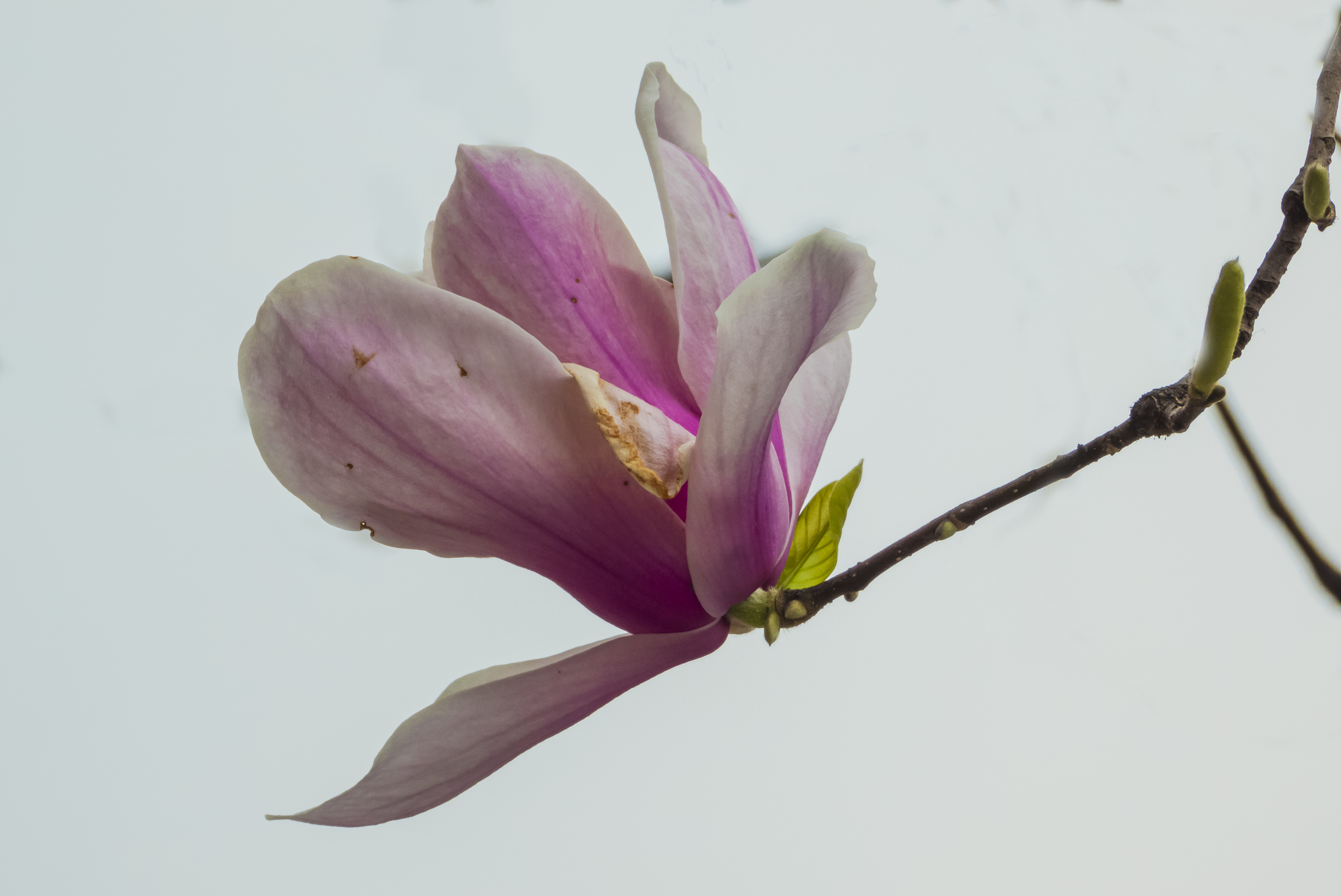 DSCN2255.jpg
