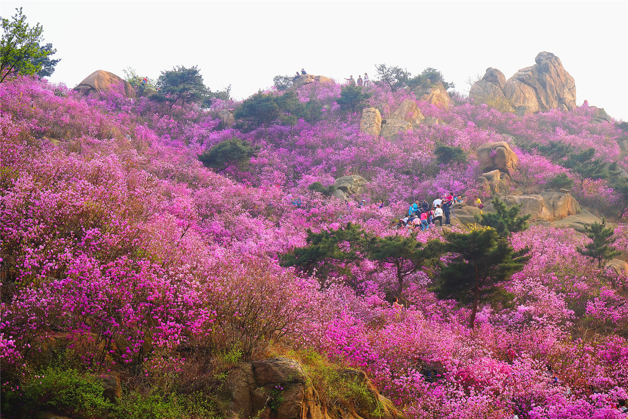 映山红遍大珠山.jpg