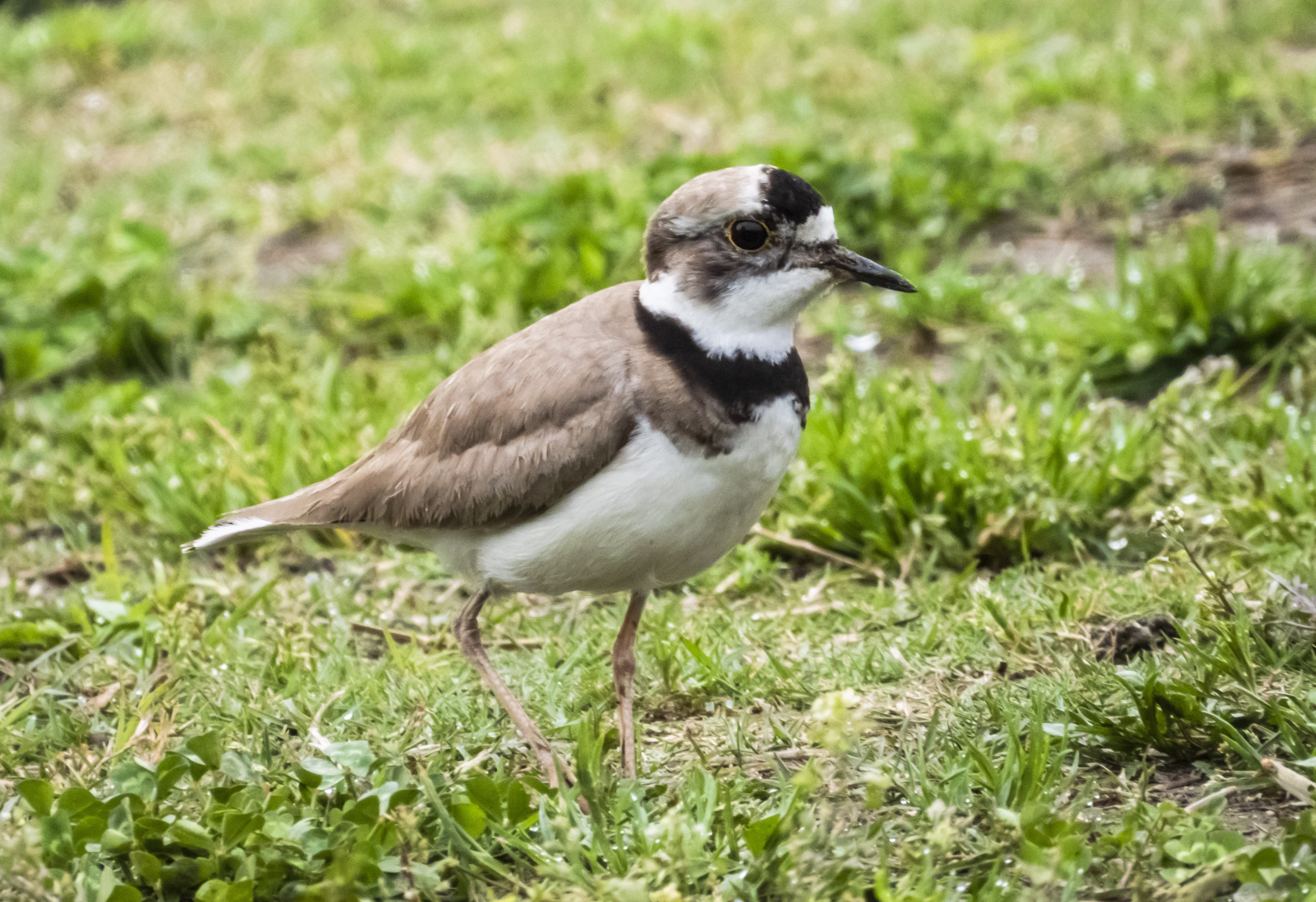 DSCN2918.jpg