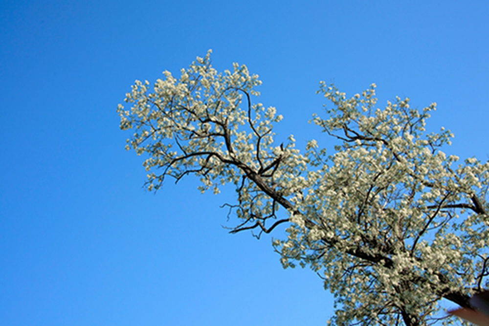 _DSC3038拷贝槐花0909.jpg