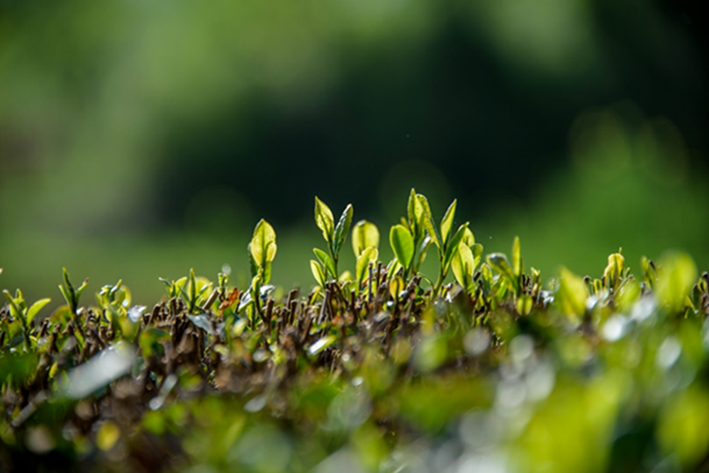 _DSC3165拷贝绿茶10.jpg