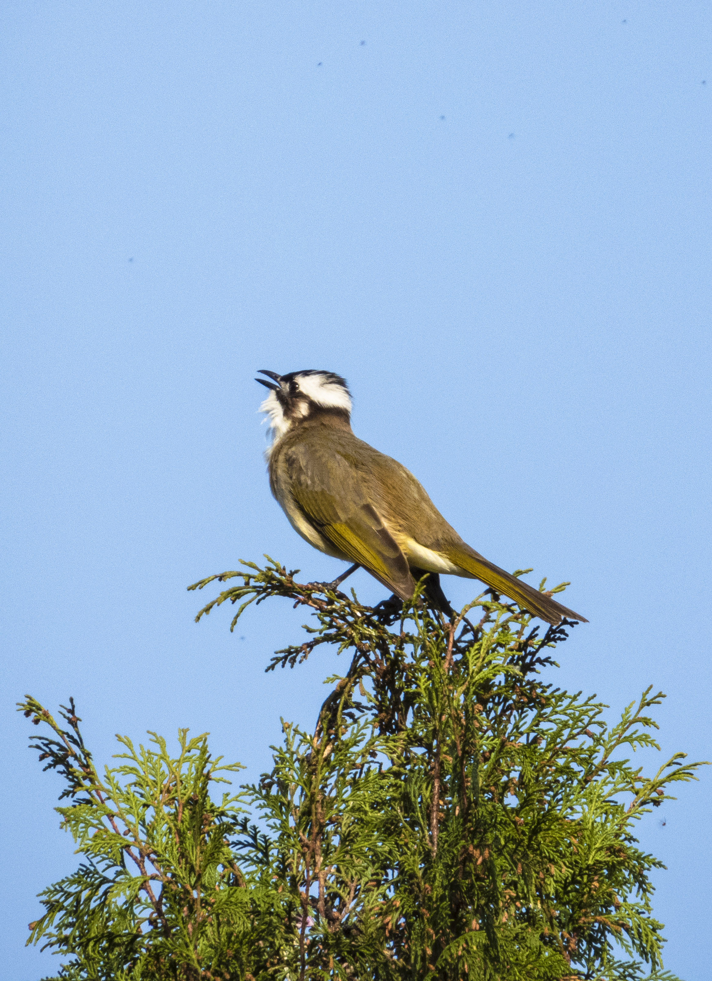 DSCN3347.jpg