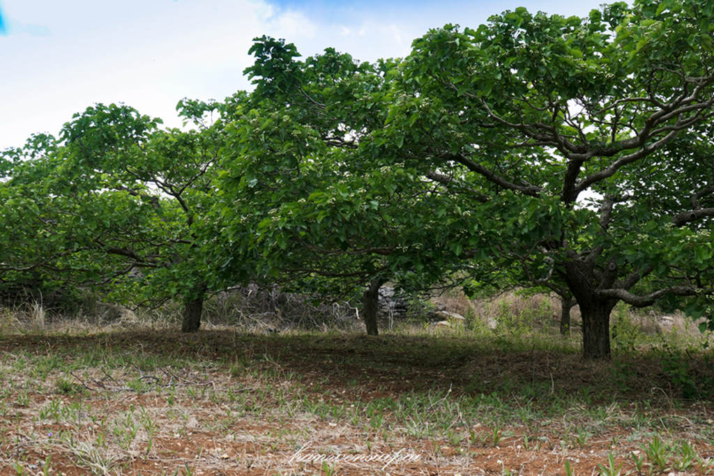 P1000461.JPG
