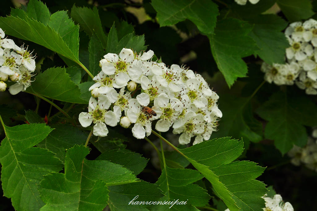 DSC_0051.JPG