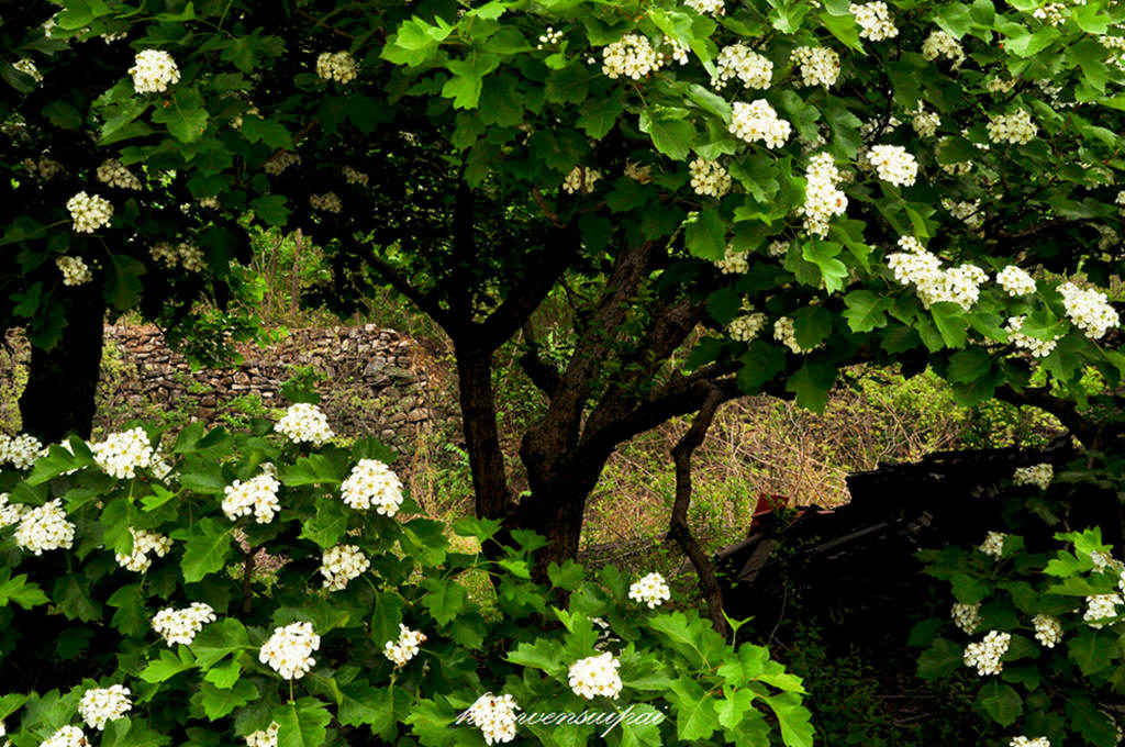 DSC_0055.JPG