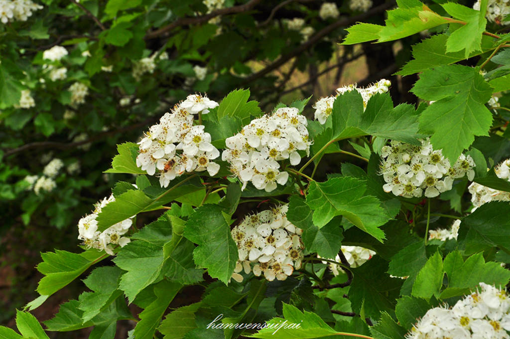 DSC_0057.JPG