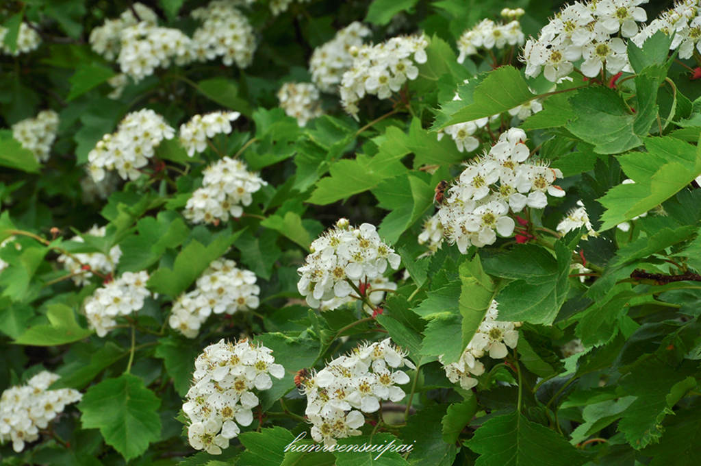 DSC_0062.JPG