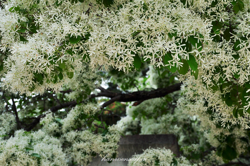 DSC_0006.JPG