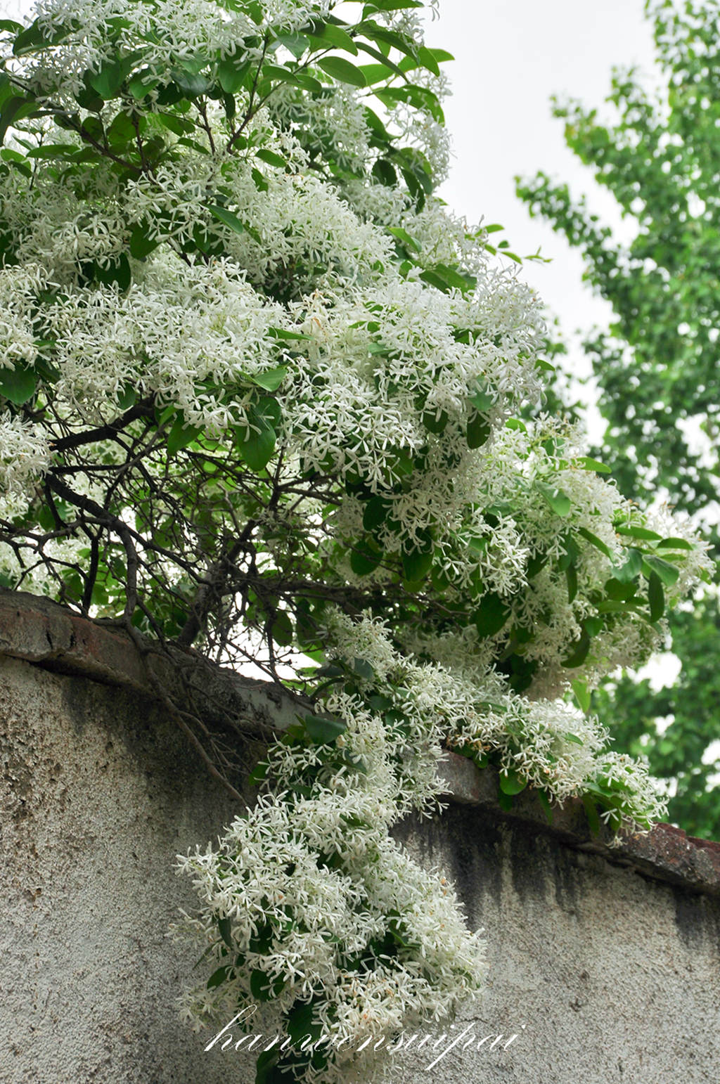 DSC_0032.JPG