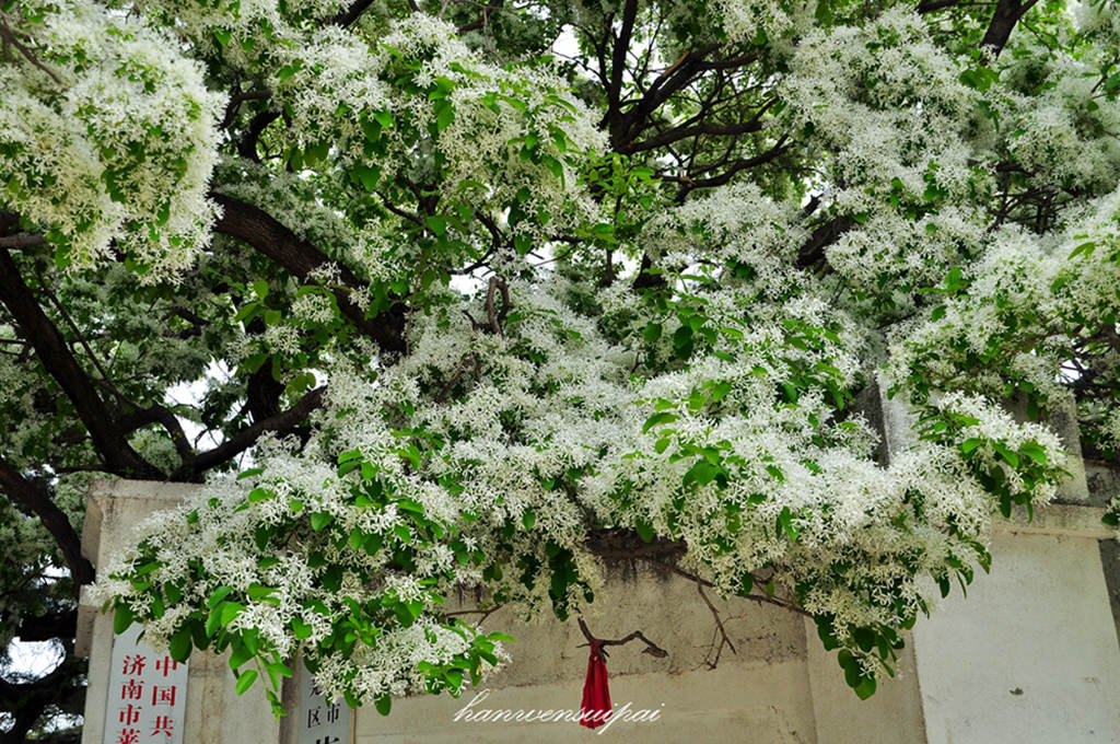 DSC_0037.JPG